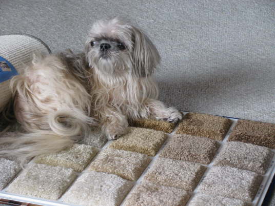 Betta guards the carpeting samples