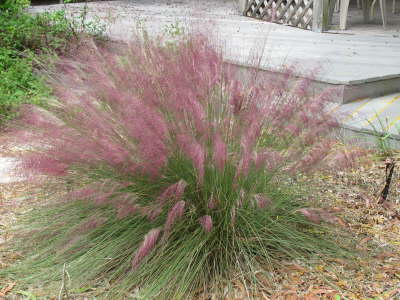 Grass in back yard