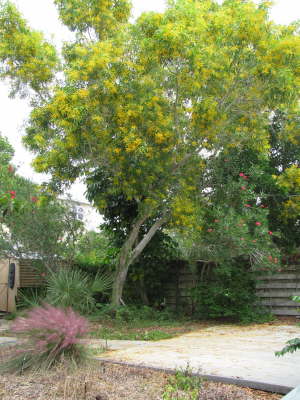 Tree in back yard